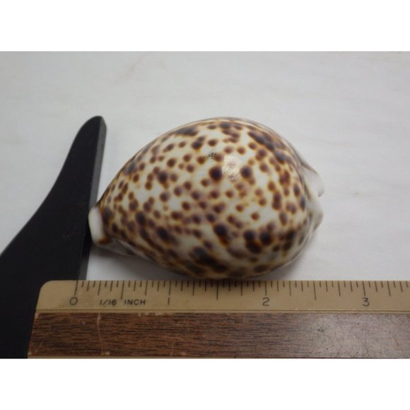 Large Tiger Cowrie Shell Cypraea Tigris Craft Beach Decor Nautical Arts Polished - Picture 3 of 3